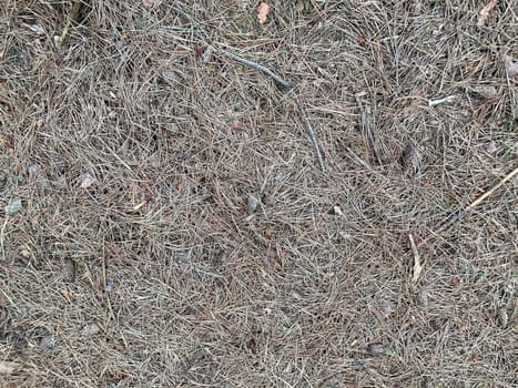 Texture of forest ground cover with dry the thorns