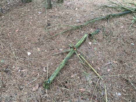 Texture of forest ground cover with dry the thorns