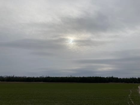 Fields sown with green manure before planting the crops