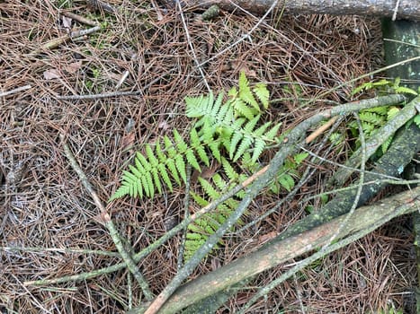 Texture of forest ground cover with dry the thorns