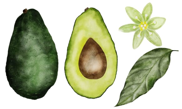Avocado watercolor set, hand drawn realistic illustration. Whole and ripe fruit, half, flower and leaf on an isolated white background. For healthy food menu design and page design for nutritionists. High quality illustration