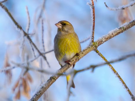European Greenfinch ( Carduelis chloris ) resting on frosty branch. Male of European Greenfinch in sunny winter nature on blue sky background.