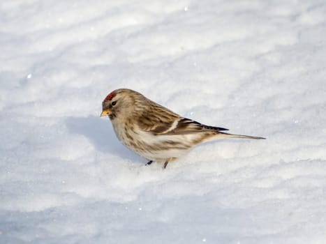 Common redpoll (Acanthis flammea) in its natural environment. Female of Common redpoll or Acanthis flammea on white snow background in sunny daylight