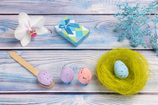 Nest with a colored Easter egg, a gift box, an orchid flower and a wooden spoon on the boards with decorative plants. Top view.