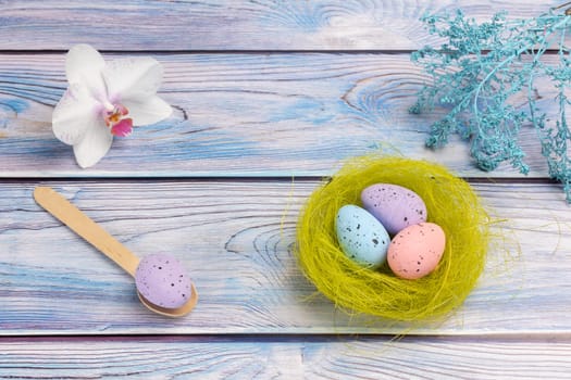 Nest with colored Easter eggs, an orchid flower and a wooden spoon on the boards with decorative plants. Top view.