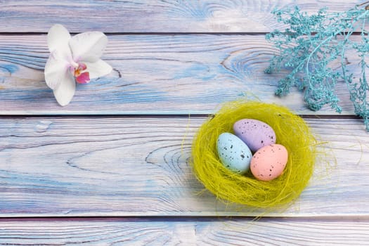 Nest with colored Easter eggs and an orchid flower on the boards with decorative plants. Top view.