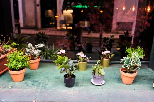 A row of houseplants in flowerpots line the table in front of the window, adding a touch of interior design with greenery and flowers