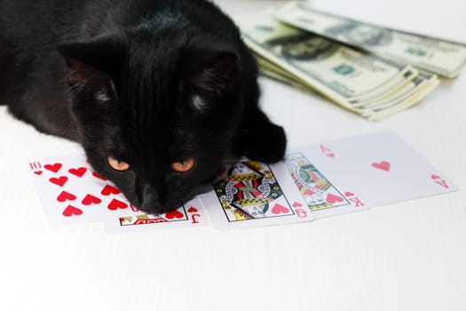 A small black kitten next to a winning combination in cards and money