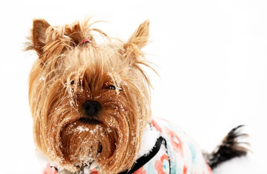 Small funny Yorkshire Terrier with snow on its face