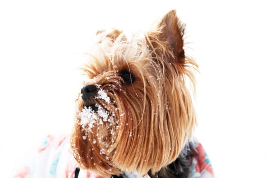 Small funny Yorkshire Terrier with snow on its face