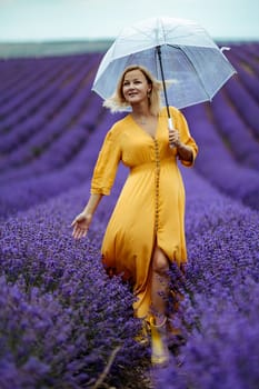 A middle-aged woman in a lavender field walks under an umbrella on a rainy day and enjoys aromatherapy. Aromatherapy concept, lavender oil, photo session in lavender.