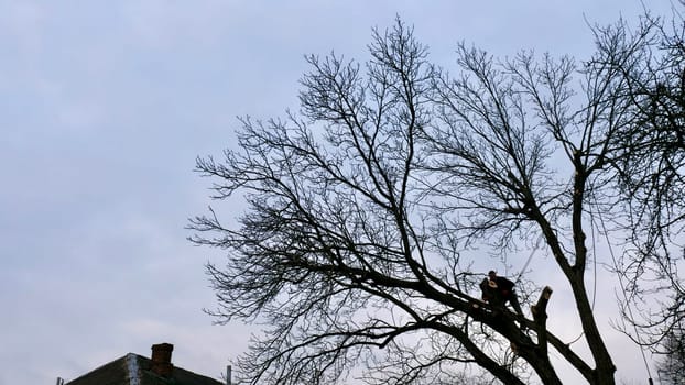 A professional arborist cuts a tree branch with a chainsaw in winter. A man on insurance with a helmet, cuffs. Vertical