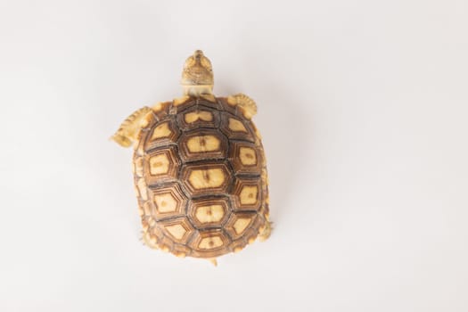 African spurred tortoise, or sulcata tortoise, is showcased in this isolated portrait, emphasizing the beauty of its unique design against a white background.