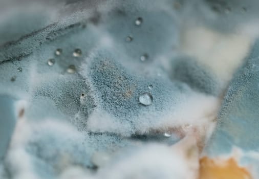 Image of blue mold with water drops on it, close-up