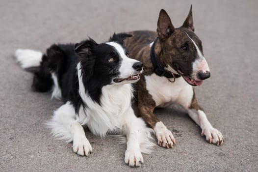 Black and white border collie and brindle bull terrier lie side by side on a walk