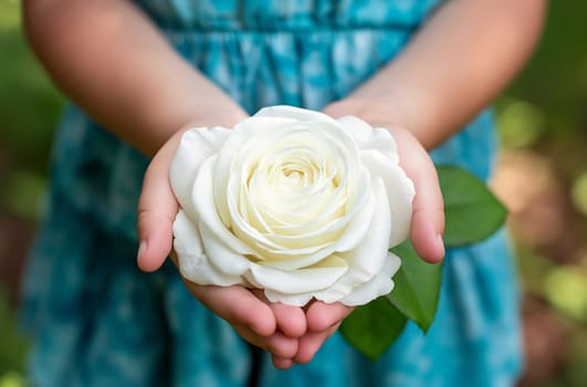Small hands of a young girl holding a white garden rose