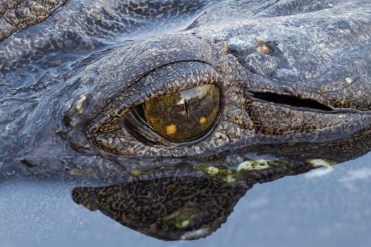 Portrait shot of a wild freshie croc in the water, with a focus on its wet scales and eye with reflection in water.