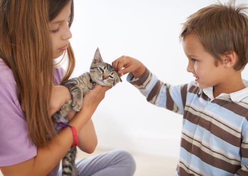 Siblings, kitten and young boy in family home, scratching and love for small animal. Smile, happy or caring children with domestic cat, pet and rescue companion or adoption for childhood development.
