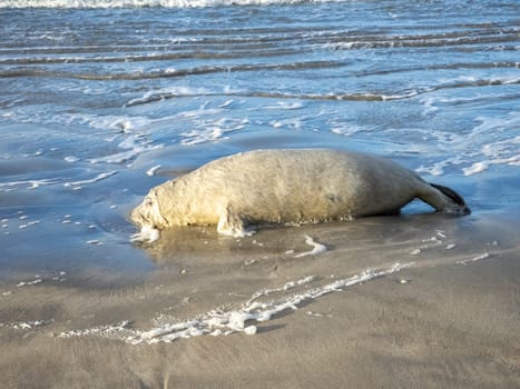 Dead seal lying on Narin beach by Portnoo - County Donegal, Ireland