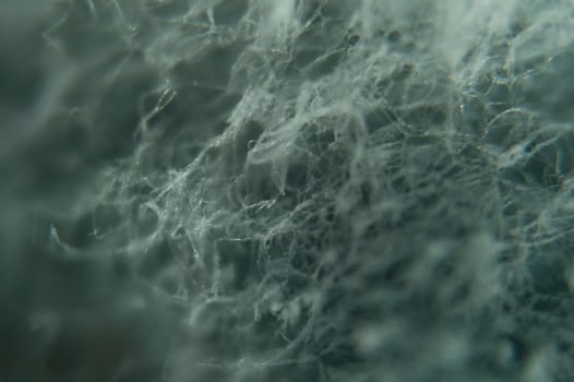 Texture of blue mold through microscope. Macro view
