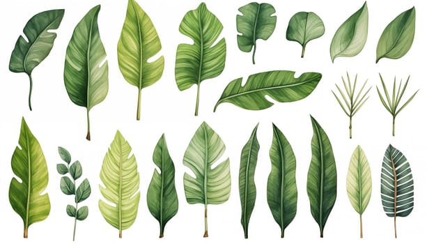 Watercolor drawing set of tropical leaves banana. High quality photo