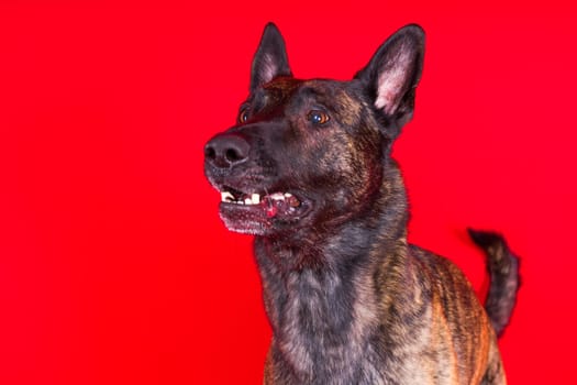 Portrait of a holland shepherd in a studio dark yellow red background