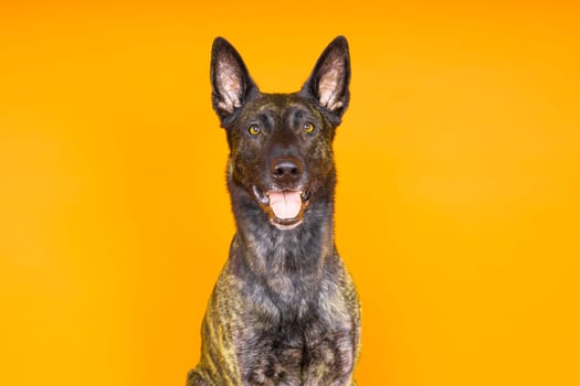 Portrait of a holland shepherd in a studio dark yellow red background