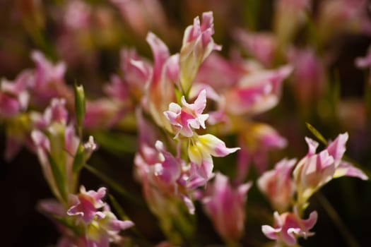 Wildflowers occuring naturally in the Cederberg Wilderness Area, Western Cape Provice South Africa