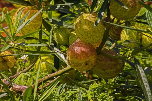 Fruit capsules of the African milkweed (Gomphocarpus physocarpus)