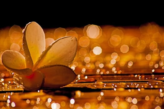 A fallen frangipani flower photographed in the morning golden hour after an overnight rainstorm.