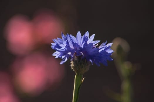 A single side lighted flower of the lavander plant (Lavandula officinalis) on a dark background with red bokeh