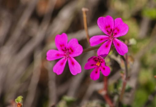 Wild Malva (Pelargonium magenteum) in the Cederberg Mountains in South Africa