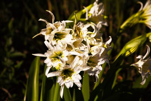 Abundant flowers of the whita Spider Lily (Hymenocallis)