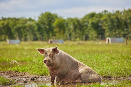 Eco pig farm in the field in Denmark.