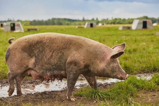 Eco pig farm in the field in Denmark.