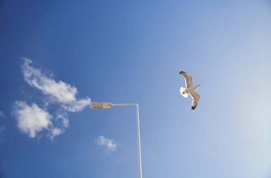 A seabird gracefully soars through the atmosphere in the blue sky near a street light, its wings outstretched as it catches the wind in flight