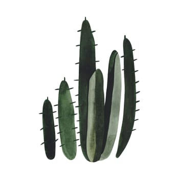 Cactus. Plants for the home. Floriculture. Desert flora. Isolated watercolor illustration on white background. Clipart