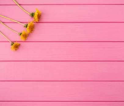 Summer abstract background mockup template free copy space text pattern sample top view above on pink wooden board. blank empty area for inscription. corners flowers borders frames yellow dandelions