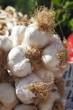 close up pf garlic on white background,,