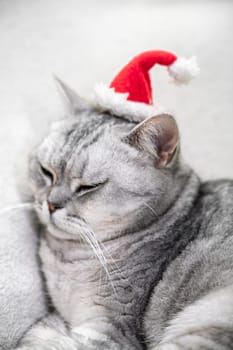 Christmas cat in a red santa hat on a white background. Pets, Christmas stories with pets