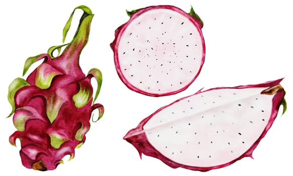 Dragon fruit watercolor set. Exotic pitahaya whole and cut into slices with seeds on an isolated white background. Hand painted. Realistic drawing of a plant from Thailand. For food illustration design and tropical cocktail menus. High quality illustration