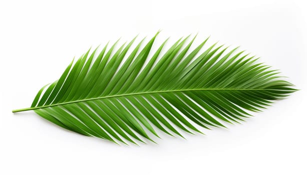 Tropical coconut leaf isolated on white background. High quality photo