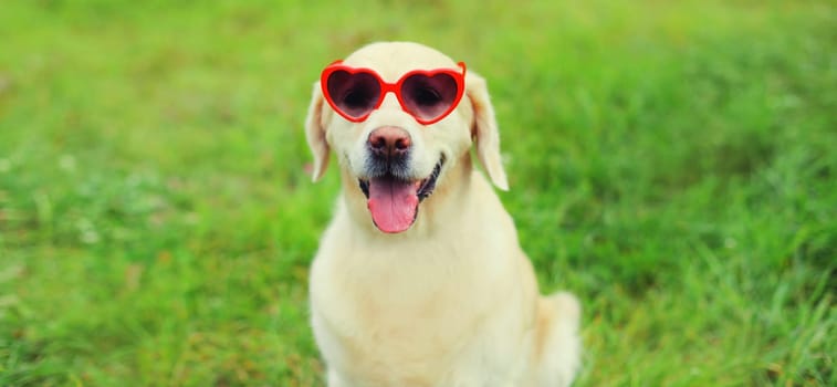 Portrait of Golden Retriever dog in red heart shaped sunglasses sitting on green grass in summer park