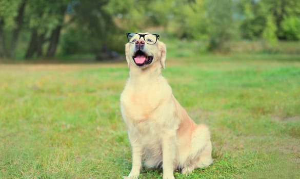 Golden Retriever dog in eyeglasses on the grass on a summer day