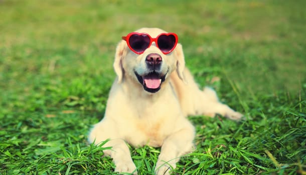 Portrait of Golden Retriever dog in red heart shaped sunglasses sitting on green grass in summer park