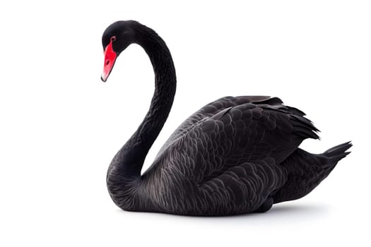 Black swan on white background. Neural network generated image. Not based on any actual scene or pattern.