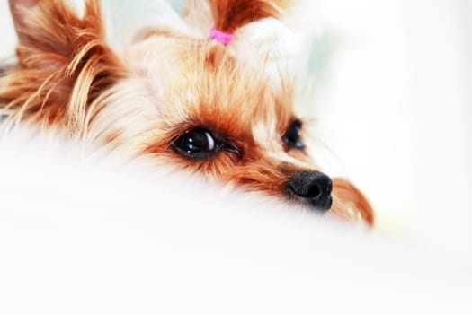 Closeup portrait of funny little yorkshire terrier