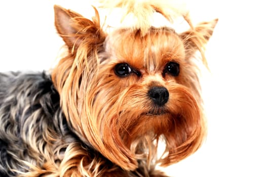 Closeup portrait of funny little yorkshire terrier