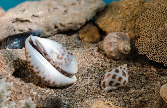 Tiger Cowrie sea shell underwater. Shell on the seabed