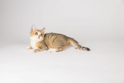 The isolated little grey Scottish Fold cat in this cat portrait stands on a white background, radiating playfulness and cheer.